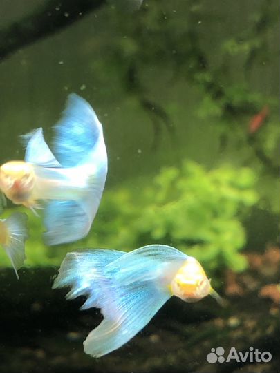 Гуппи Sky blu albinо
