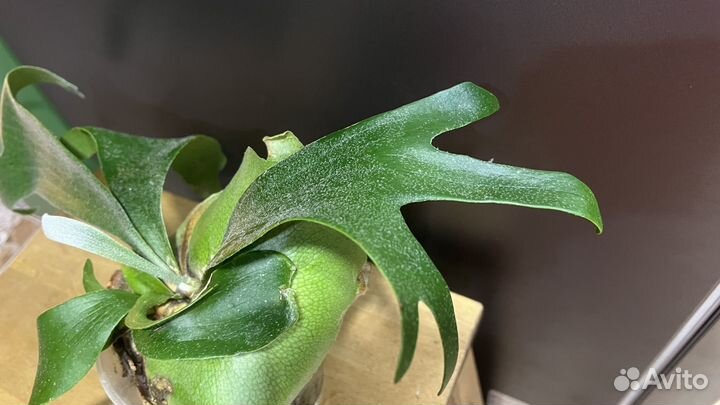 Платицериум оленьи рога