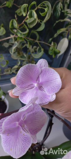 Фаленопсис биг лип