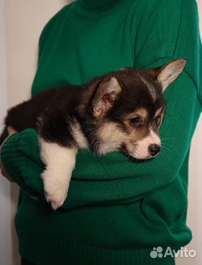 Щенок вeльш корги пемброк