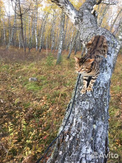 Бенгальский кот. Вязка