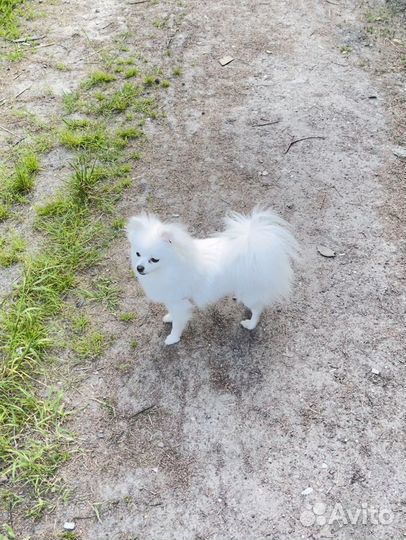 Немецкий шпиц девочка