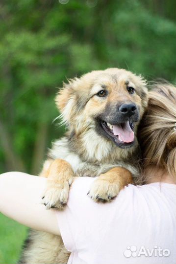 Щенок в добрые руки