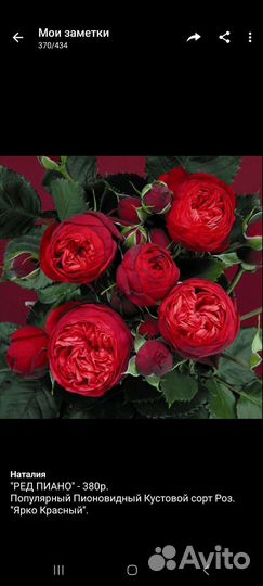 Розы Сортовые, саженцы