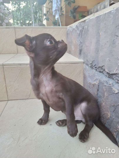 Мальчик Красавчик Чихуахуа