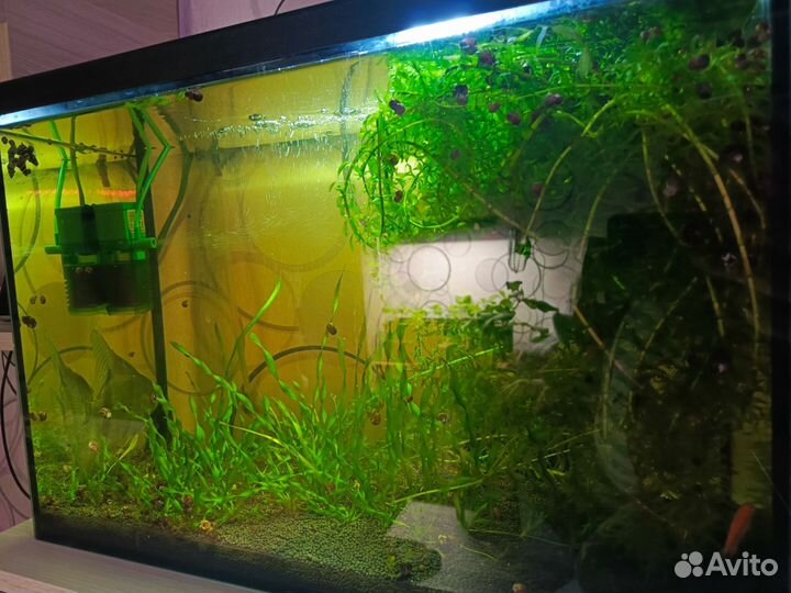 Растения для аквариума валлиснерия и элодея