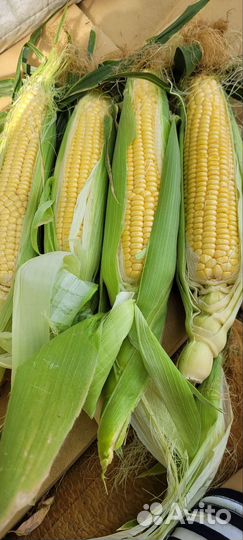 Сладкая кукуруза.сорт Агрос.опт