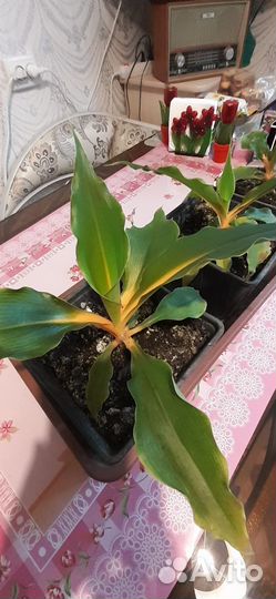 Хлорофитум оранж