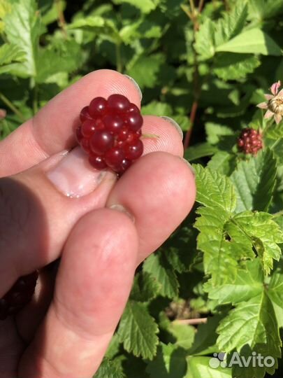 Княженика сортовая