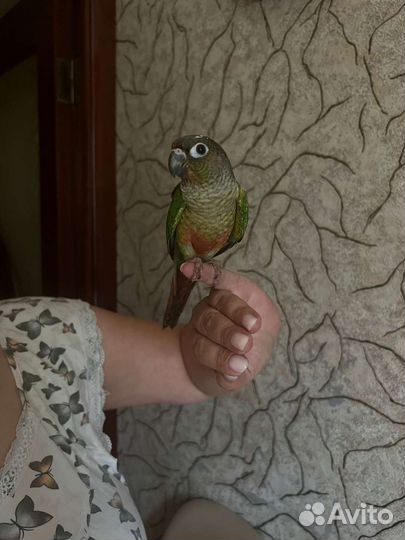 Попугай корелла и пиррура(птенцы)