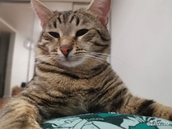 Котята в добрые руки бесплатно мальчик