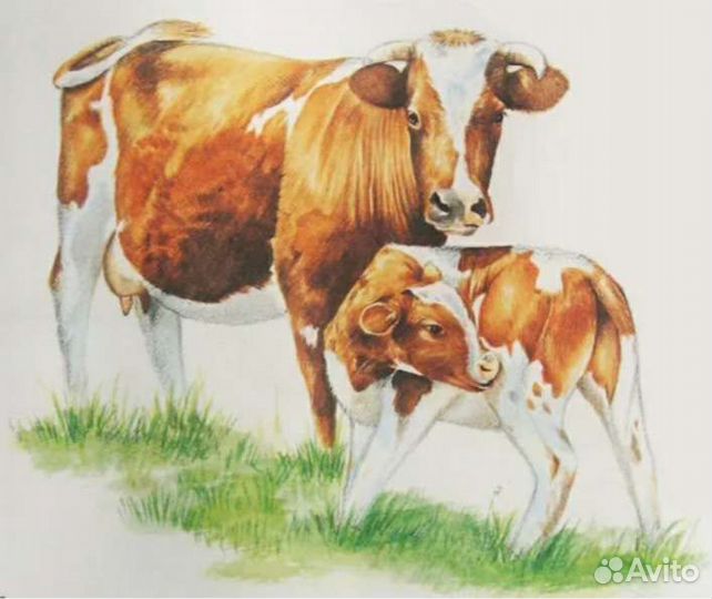 Искусственное осеменение коров, телок и коз