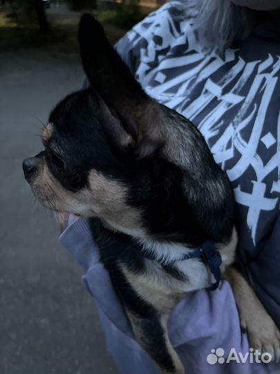 Передержка собак и кошек