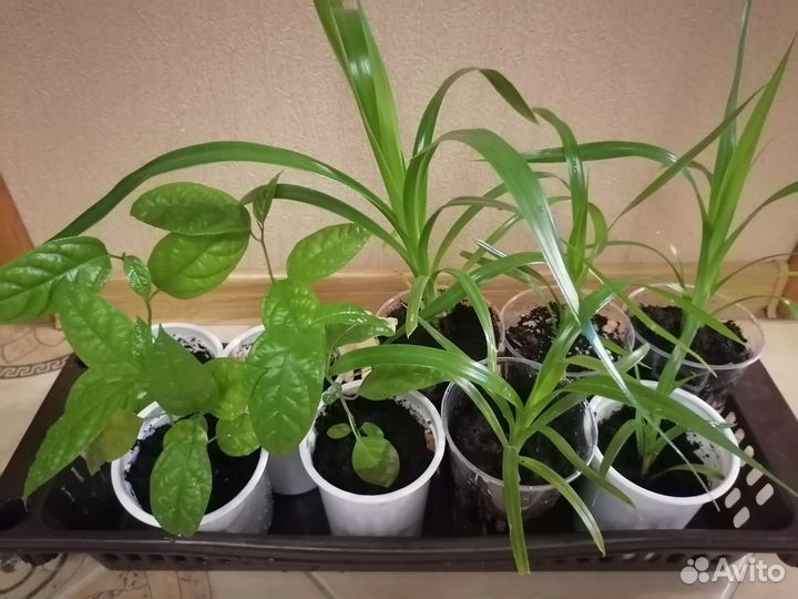 Пальма панданус