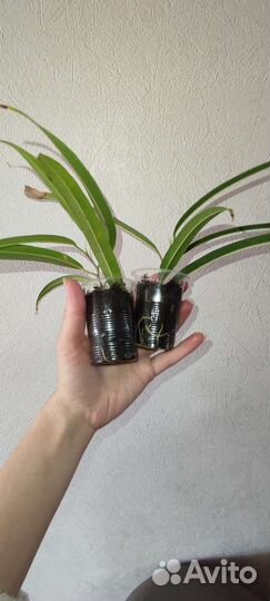 Фикус Али, Амстел голд