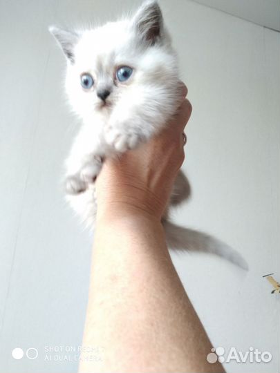 Шотландская