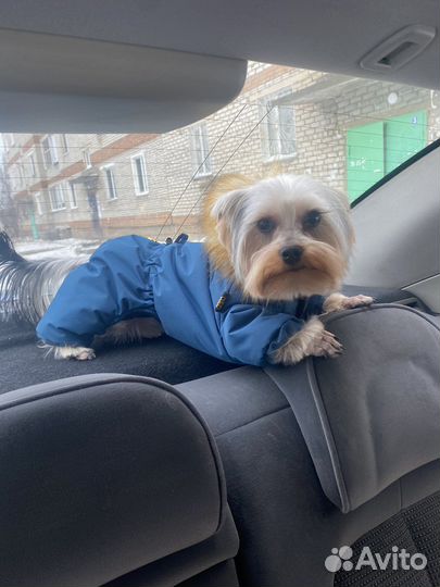 Йоркширский терьер вязка