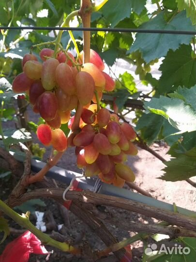 Саженцы и черенки винограда на осень 2023г