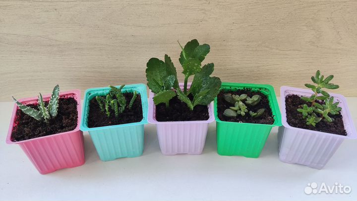 Алоэ, крассула, каланхоэ, эхеверия, седум