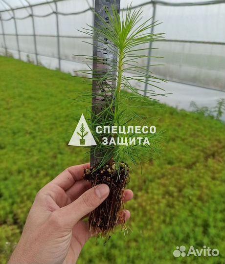 Сеянцы ели и сосны