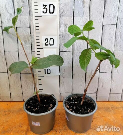 Плодовые экзоты