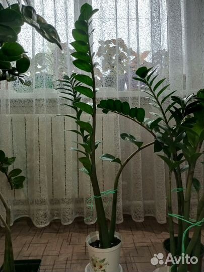 Замиокулькас