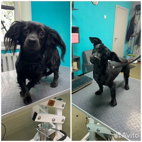 Грумин. Стрижка собак и кошек. SPA-ozon