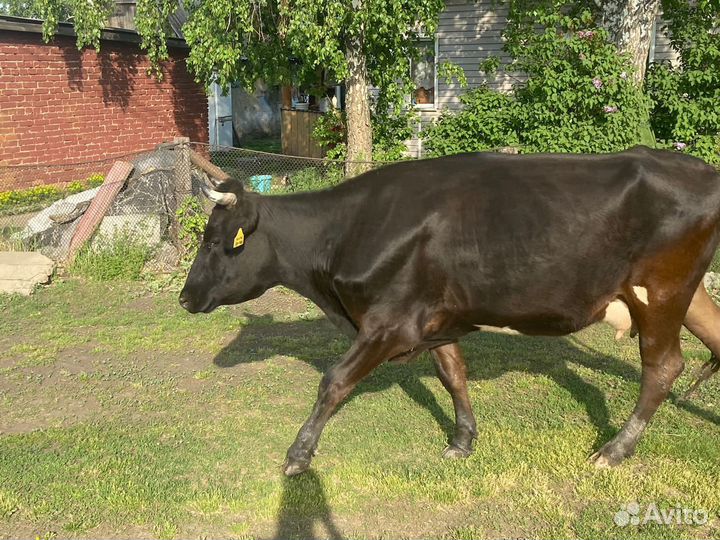 Корова