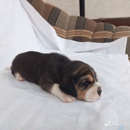 Щенки бигля