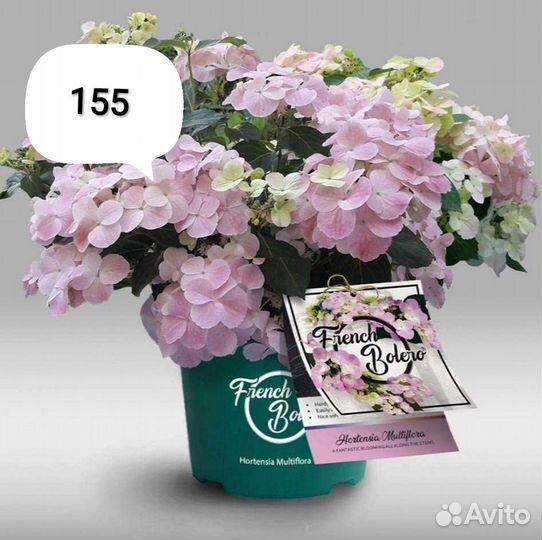 Гортензии метельчатые и крупнолистные