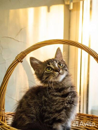 Котёнок 3 месяцев