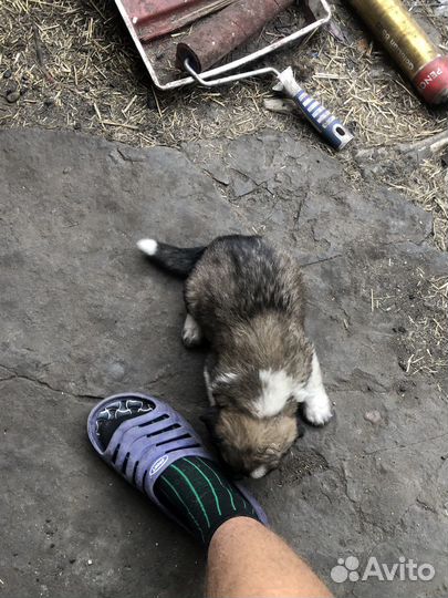 Щенки сербернара