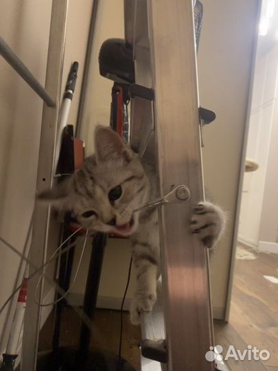 Манчкин котенок