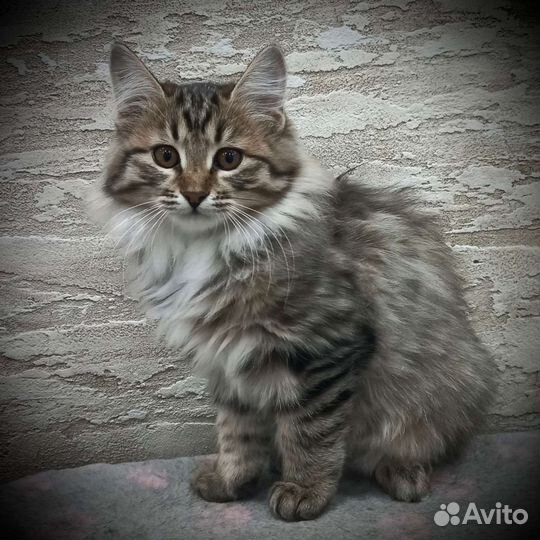 Курильский бобтейл