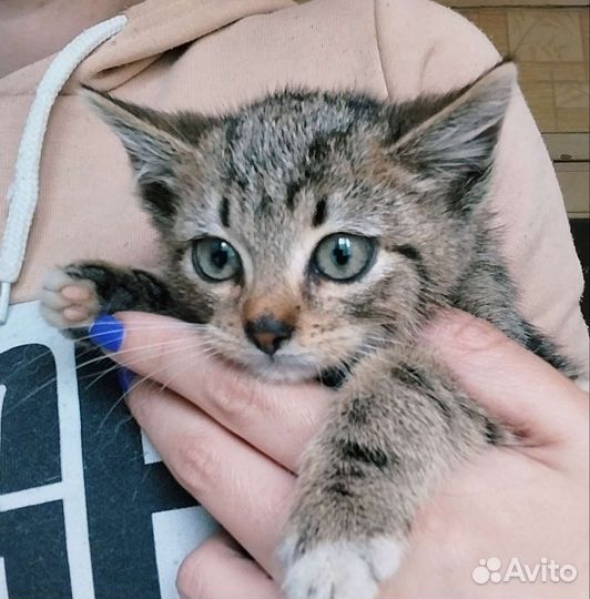 Котенок ищет дом