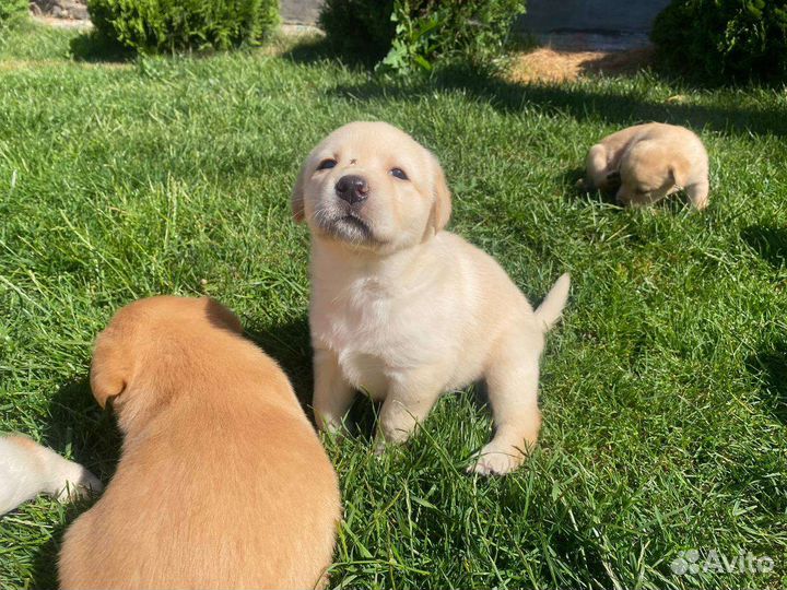 Щенки лабрадора