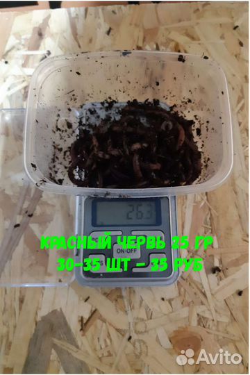 Черви для рыбалки 