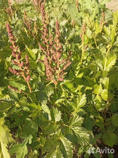 Астильба многолетняя садовая