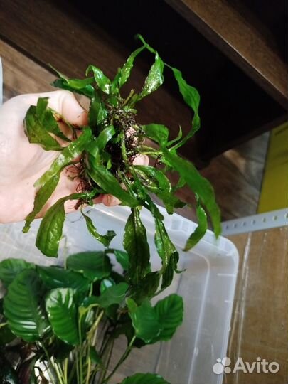 Растения, аквариумы, аксессуары