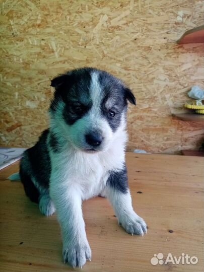 Щенки хаски