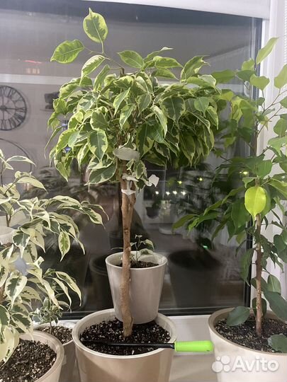 Фикус бенджамина твай, голден кинг, гантель, неон