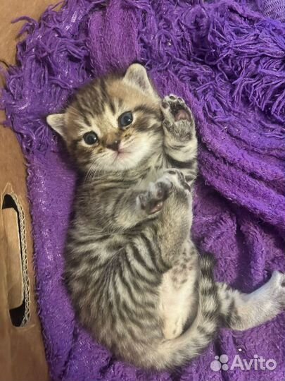 Шотладские котята