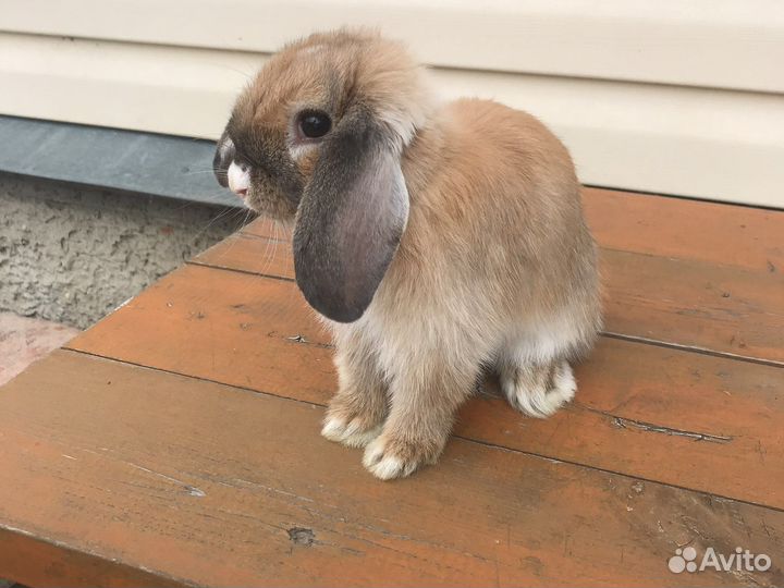 Кролик для вязки