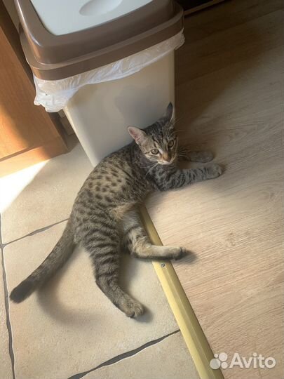 Котик в добрые руки