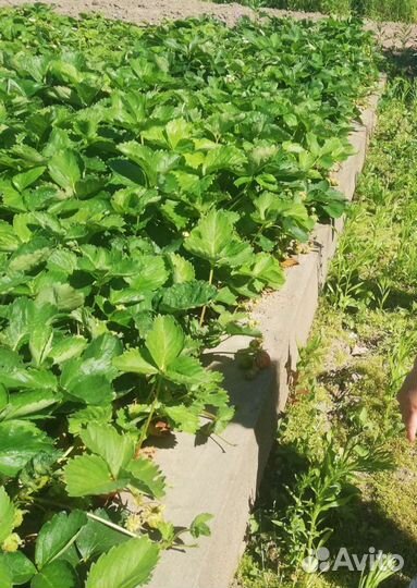 Рассада клубники