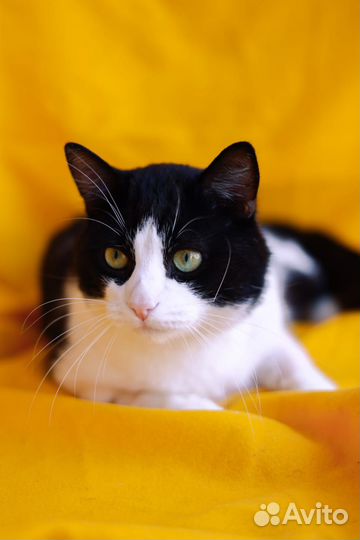 Кот Барон ищет Дом