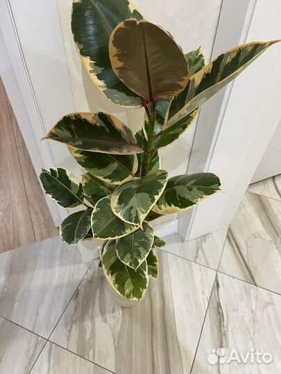 Фикус каучуконосный