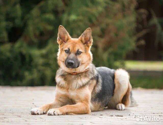 Собаки бесплатно в добрые руки