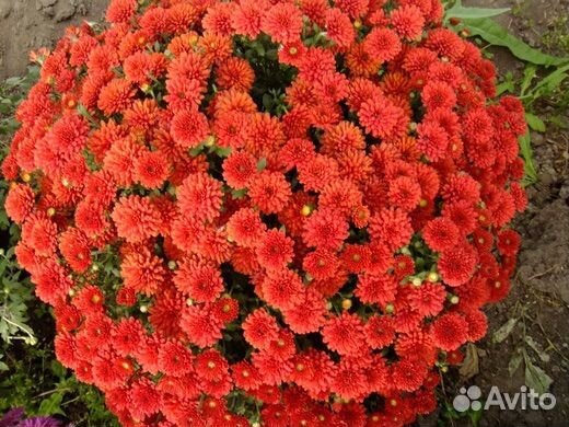 Хризантемы мультифлоры
