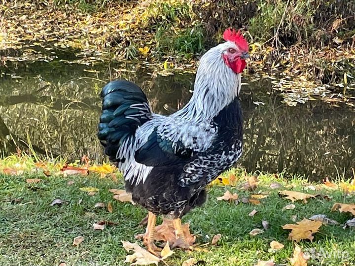 Продаются петухи